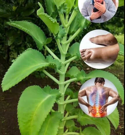 Kalanchoe: El Tesoro Escondido en Tu Jardín y sus Invaluable Beneficios para la Salud
