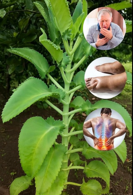 Kalanchoe y sus beneficios para la salud