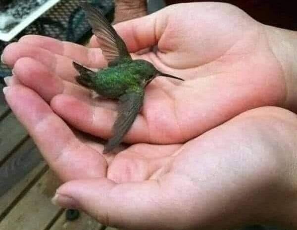 El Colibrí en tu Hogar: Significado y Energía Positiva