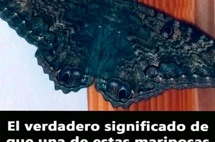 El Significado Espiritual de las Mariposas Negras en tu Hogar