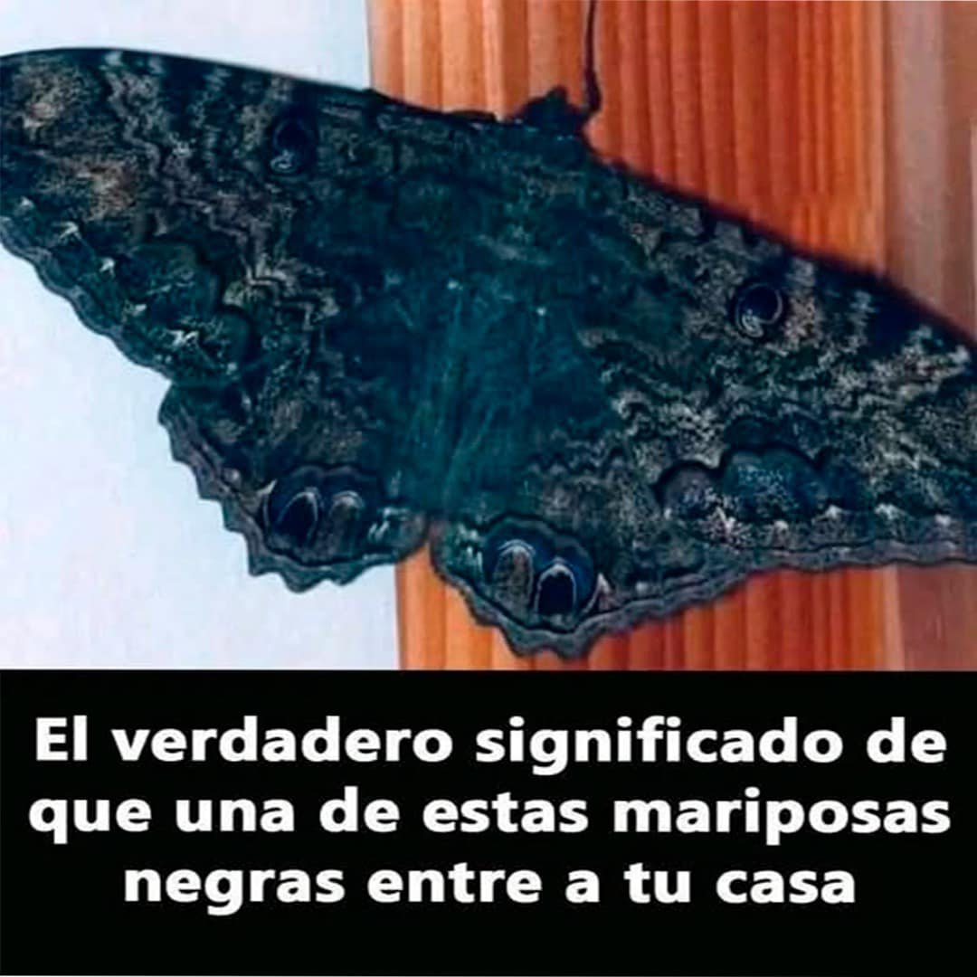 Mariposa negra sobre superficie de madera