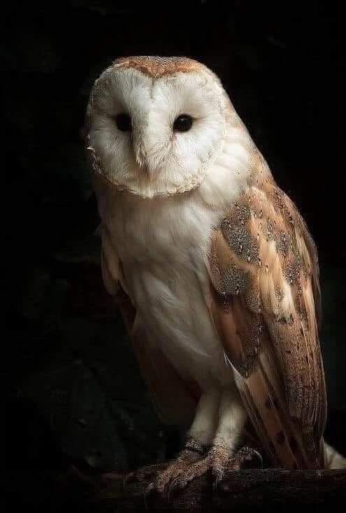 Búho en un entorno oscuro