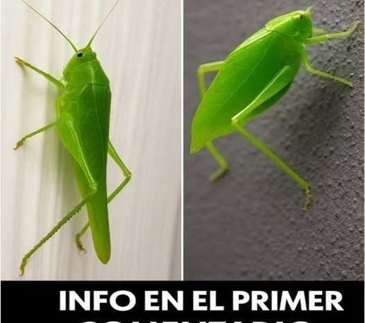 Señales de Salud: ¿Qué Nos Dicen Los Insectos Verdes en Nuestro Hogar?