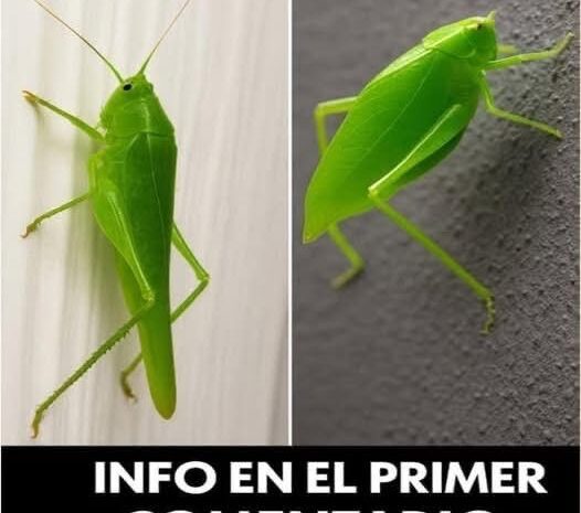 El Misterioso Insecto Verde: Camuflaje y Adaptación en la Naturaleza