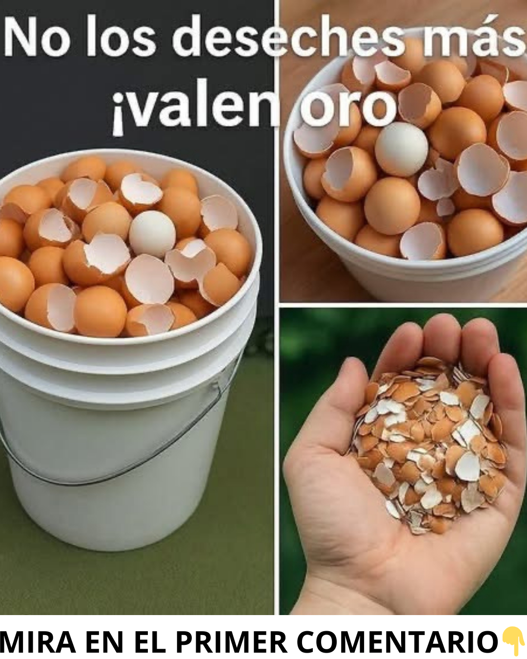 Cáscaras de huevo hervidas