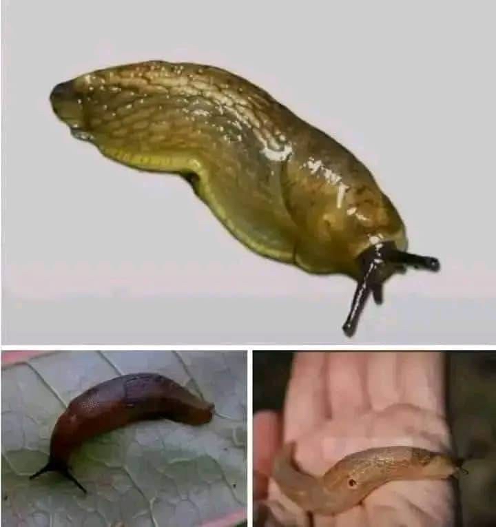 Babosa
