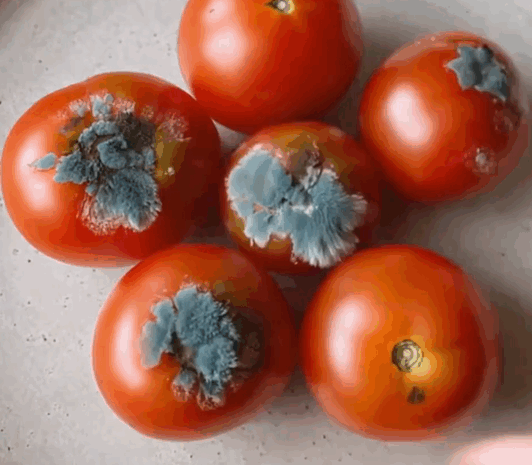 4 Usos Sorprendentes de los Tomates Dañados para Tu Salud