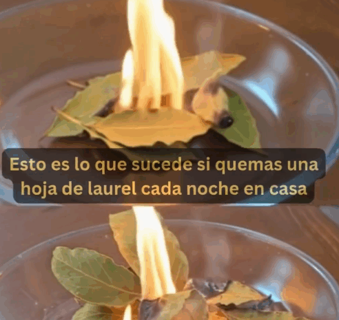 Beneficios de Quemar Hojas de Laurel en Casa: Salud y Bienestar Natural