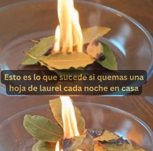 Hojas de Laurel