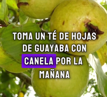 Té de Guayaba