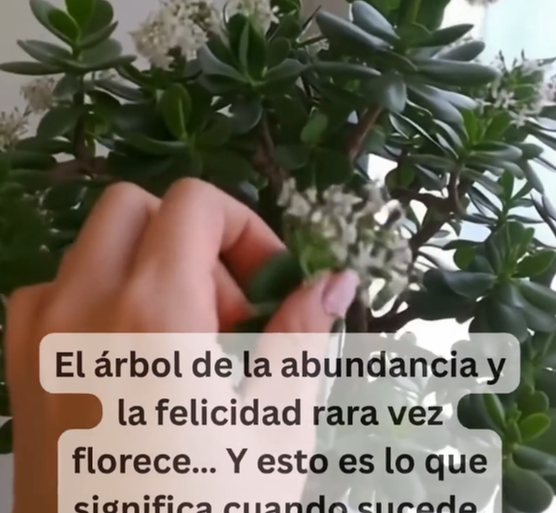 Cultivando la felicidad y la salud