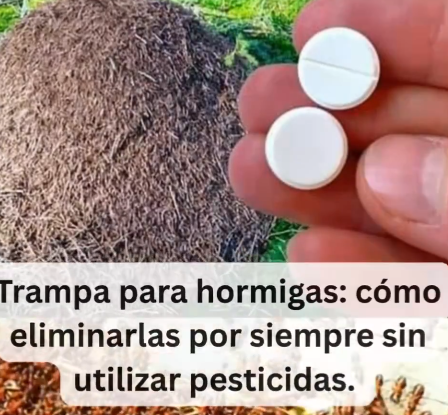 Trampa Efectiva para las Hormigas: Soluciones Caseras sin Pesticidas