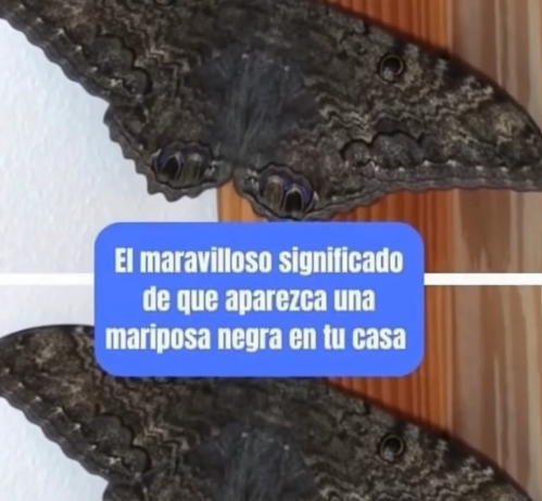 El Verdadero Significado de la Mariposa Negra en Tu Hogar