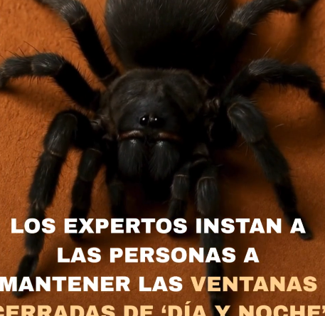 Arañas peligrosas