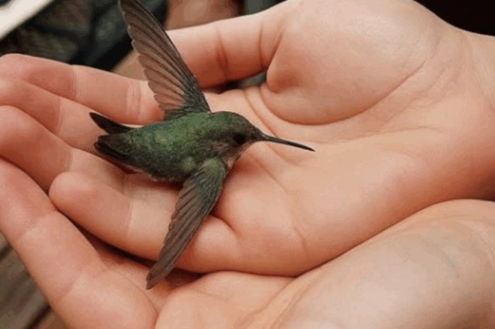 ¿Qué Significa la Aparición de un Colibrí en Tu Casa?