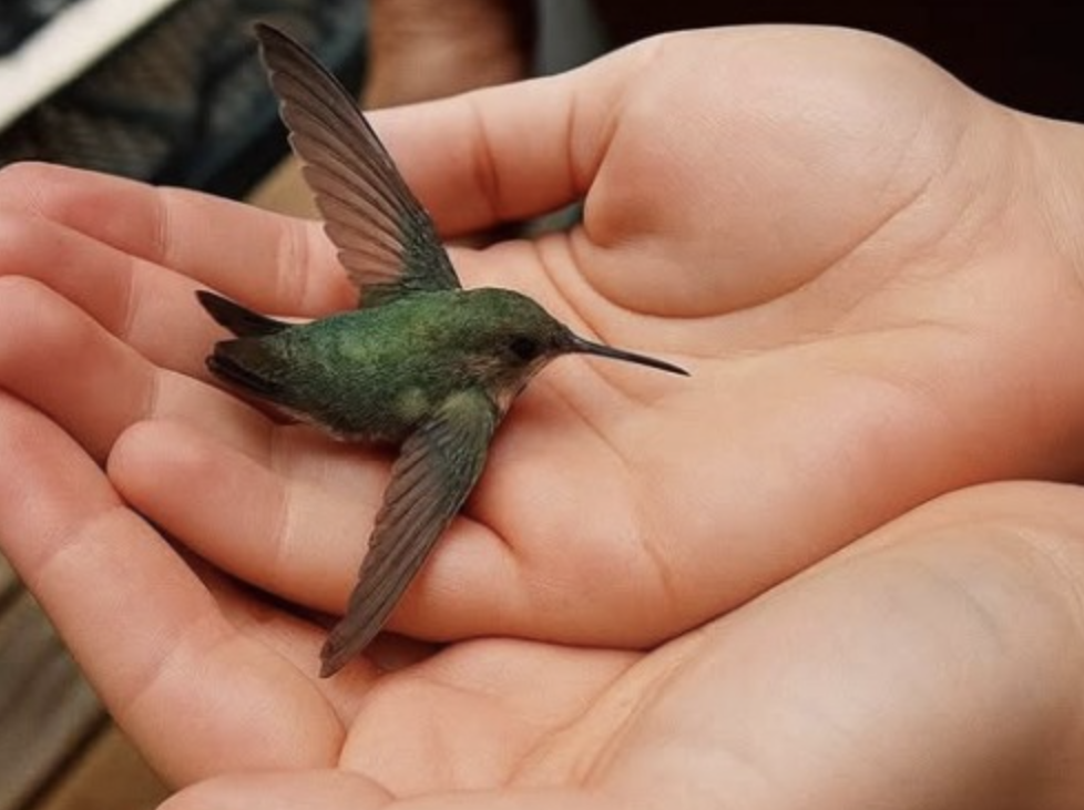Colibrí en el jardín