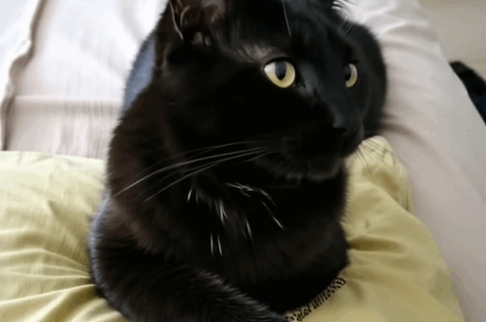 Gatos Negros: Mitos, Realidades y Creencias que te Sorprenderán