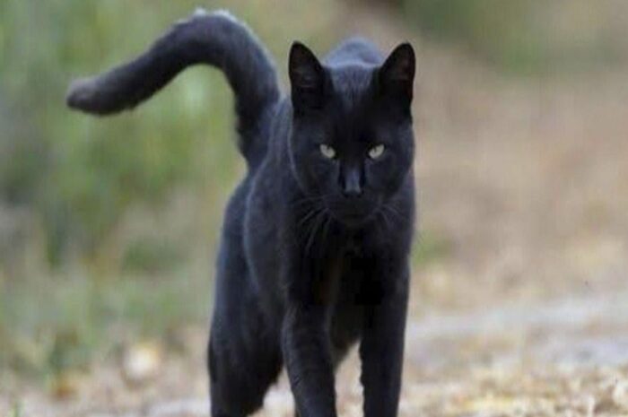 La Magia de los Gatos Negros: Beneficios Emocionales y Saludables