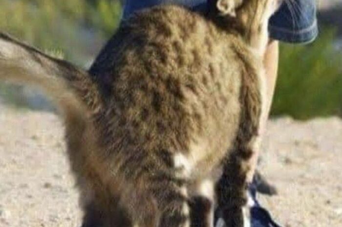 ¿Por Qué Tu Gato se Frota Contra Ti? Descubre el Significado de este Comportamiento