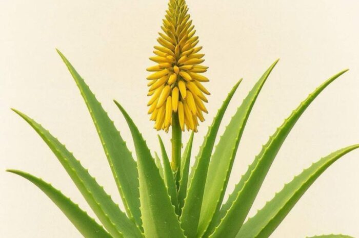 ¿Qué Significa Cuando la Sábila Florece? Descubre sus Propiedades Curativas