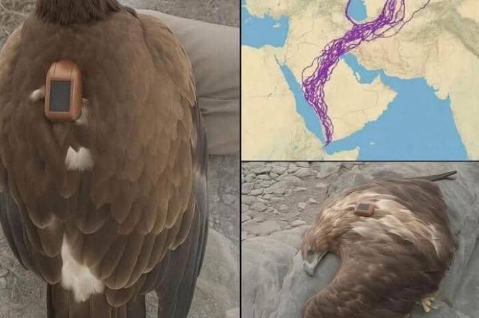 El Fascinante Viaje del Águila: Migración y Tecnología de Rastreo