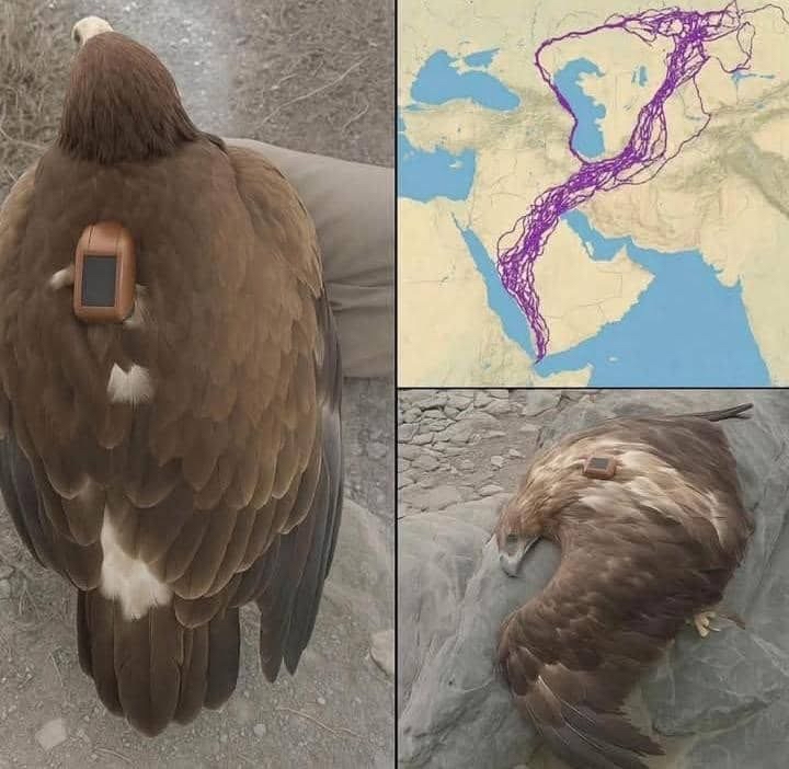 Águila equipada con GPS para su rastreo