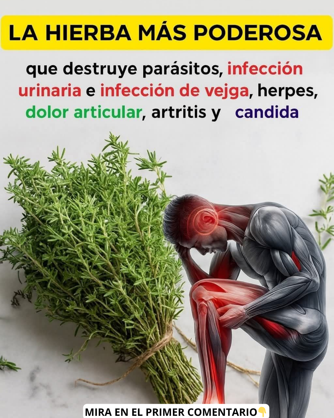 Hierbas curativas