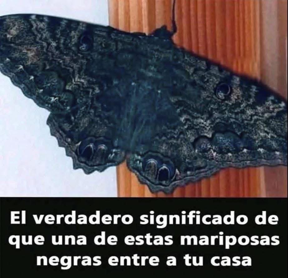 Mariposa Negra en la Naturaleza