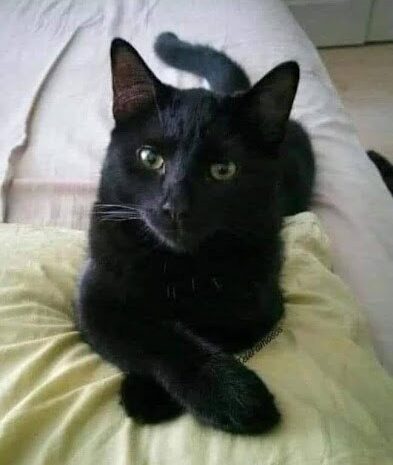 Gatos Negros: Señales Espirituales y Remedios Naturales para el Bienestar