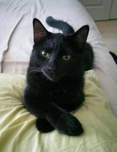 Gato Negro