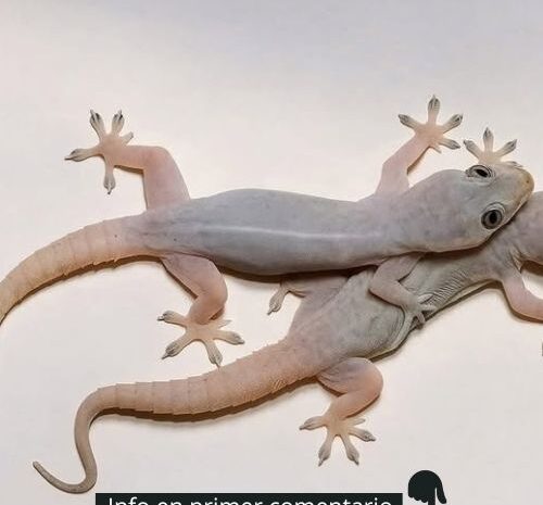 Las Consecuencias de Dormir con los Geckos: Un Análisis de Salud y Bienestar