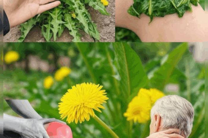 El Poder del Diente de León: Remedios Naturales para la Salud