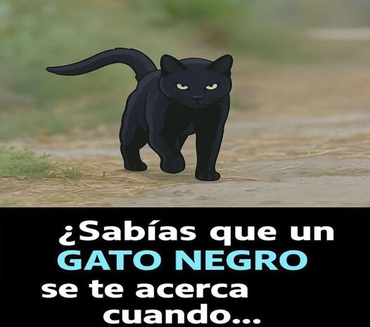 El Misterioso Encuentro con un Gato Negro: Significado y Simbolismo
