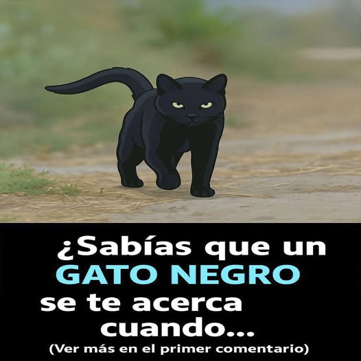Gato negro caminando por un sendero
