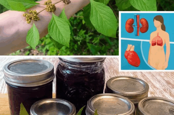 Los Poderes Ocultos de una Planta Común: Propiedades Medicinales y Recetas Naturales