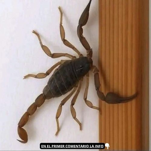 Alacrán en una pared