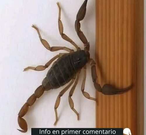 Las Curiosidades de los Alacranes: ¿Cuándo te Visitan?