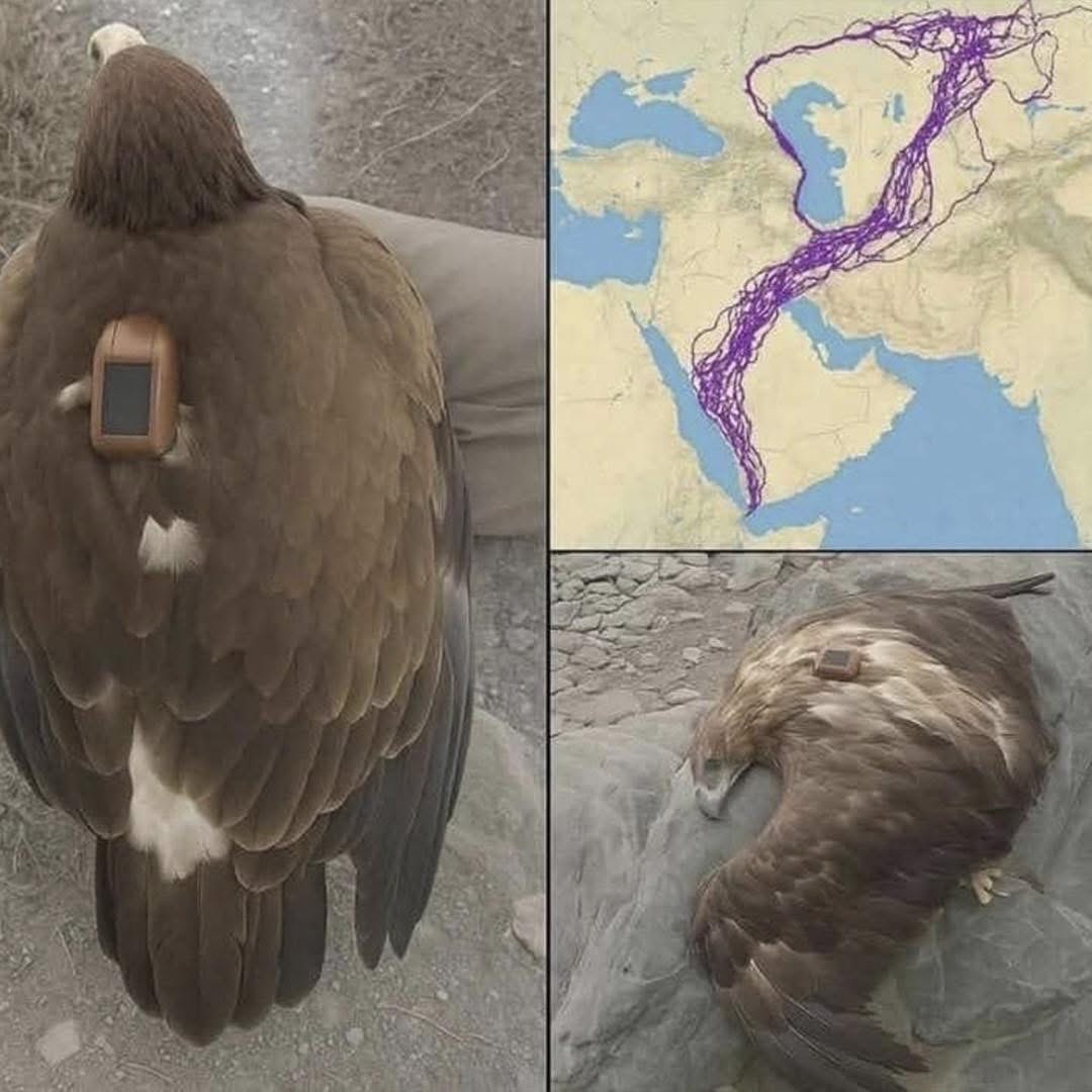 Águila equipada con GPS en su migración
