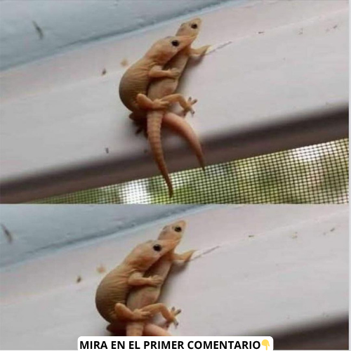 Relaciones complejas