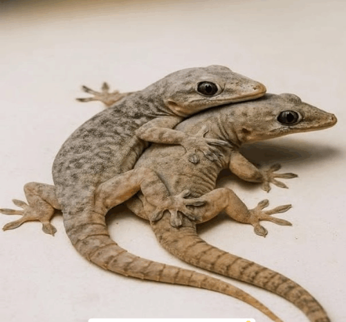 ¿Qué Significa la Presencia de un Gecko en tu Hogar?