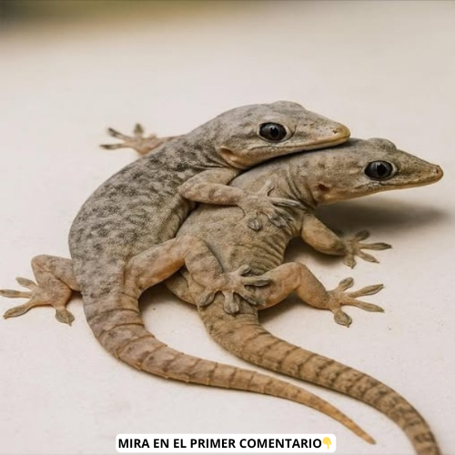 Lagartijas abrazándose