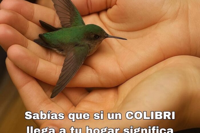 El Significado Esencial del Colibrí: Mensajes de Luz y Alegría