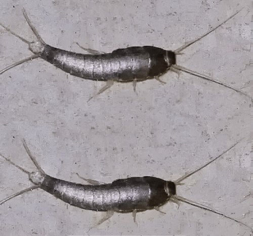 ¿Ves uno de estos insectos en tu hogar? Mejor corre por tu vida…
