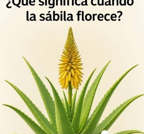 La Sábila en Flor: Un Símbolo de Salud y Bienestar