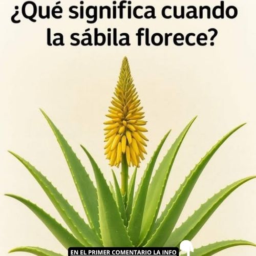 Florecimiento de Sábila