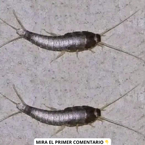 Pececillos de Plata