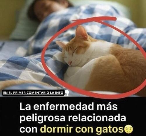 La Enfermedad Más Grave Que Puedes Contraer al Dormir Con Gatos