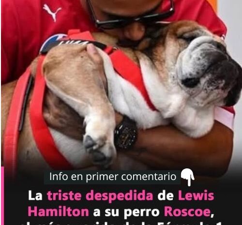 Cómo Sanar un Corazón Roto: Remedios Naturales y Consejos para Superar la Pérdida de una Mascota