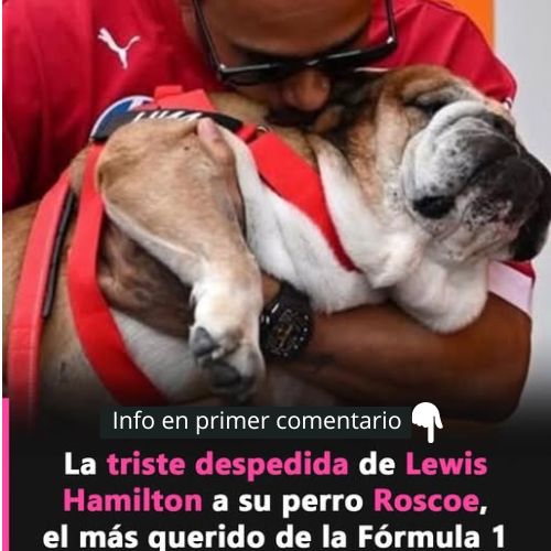 Lewis Hamilton abrazando a su perro Roscoe