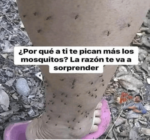 ¿Por qué te pican los mosquitos solo a ti? Descubre la verdad
